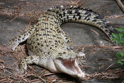 Cei mai mari crocodili din lume