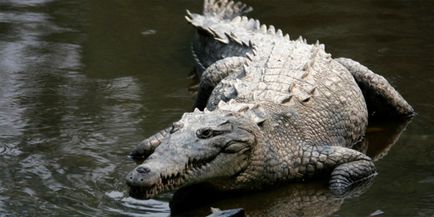 A legnagyobb krokodil a világ