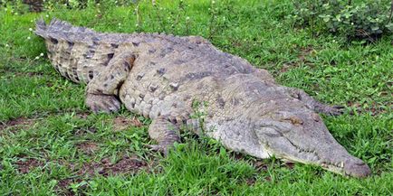 Найбільші крокодили в світі