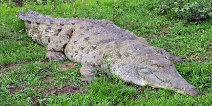 A legnagyobb krokodil a világ