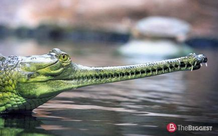 Cei mai mari crocodili din lume (lista de fotografii)