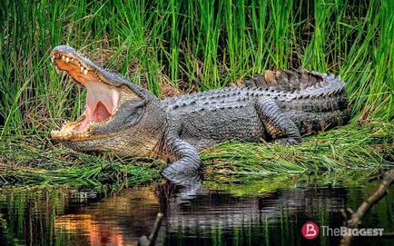 Найбільші крокодили в світі (список фото)