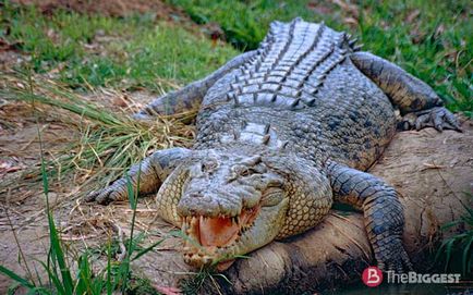 Cei mai mari crocodili din lume (lista de fotografii)