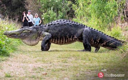 Cei mai mari crocodili din lume (lista de fotografii)