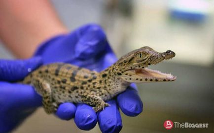 Cei mai mari crocodili din lume (lista de fotografii)