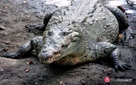 Cei mai mari crocodili din lume (lista de fotografii)