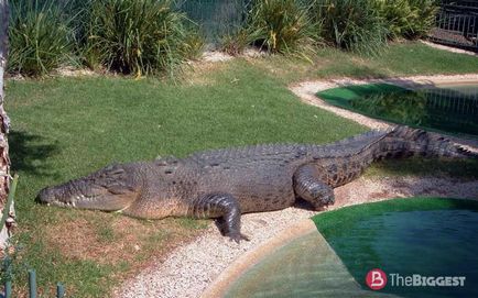 Cei mai mari crocodili din lume (lista de fotografii)