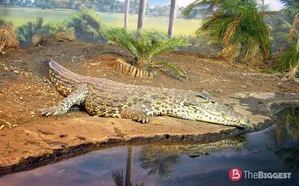 Cei mai mari crocodili din lume (lista de fotografii)