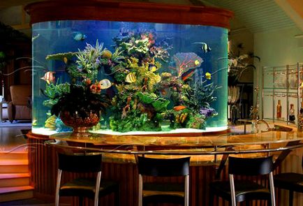 Cele mai elegante și neobișnuite acvariu (50 fotografii)