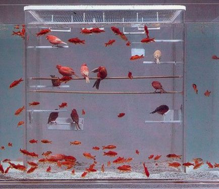 Найстильніші і незвичайні акваріуми (50 фото)