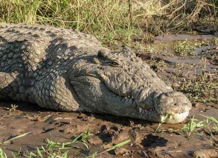 Cel mai mare crocodil din lume