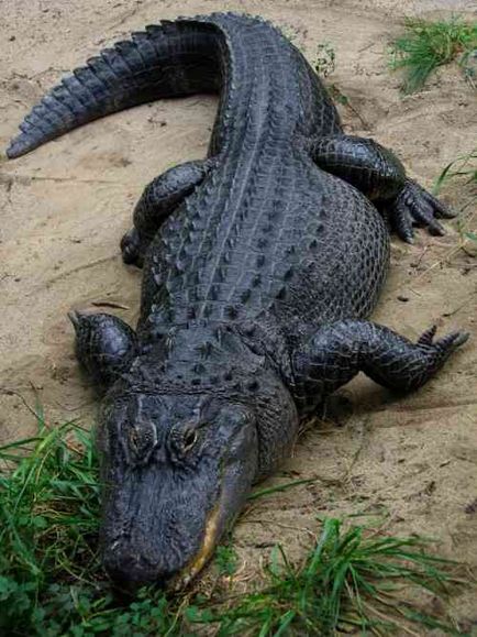 Найбільший крокодил у світі