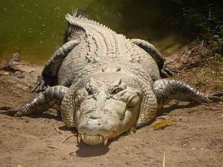 Cel mai mare crocodil din lume