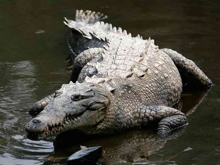 Cel mai mare crocodil din lume