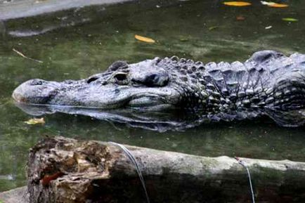 A legnagyobb krokodil a világ