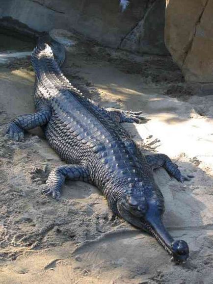 Cel mai mare crocodil din lume