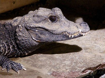 A legkisebb krokodil a világ - a vadon élő állatok (kicsi) A legkisebb krokodil a világ - a vadon élő állatok