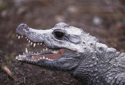 Cel mai mic crocodil din lume - fauna sălbatică