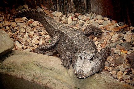 Cel mai mic crocodil din lume - fauna sălbatică