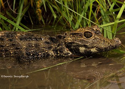 A világ legkisebb krokodil - Afrikai törpe krokodil