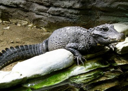 Cel mai mic crocodil din lume - un crocodil cu piramide africane