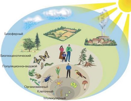 Site-ul profesorilor de biologie mbu Lyceum № 2 din orașul Voronej