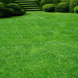 Насіння газонної трави greenline universal