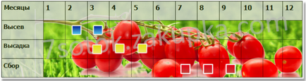 Насіння томату мобіл, 0, 5 кг купити, ціна в Україні, києві, харкові, одесі - 7 соток