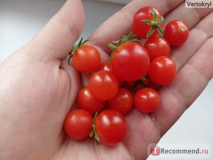 Насіння томатів Гавриш пігмей - «помідори а-ля черрі на моєму балконі! Скоростиглий томат пігмей