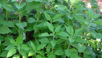 Magok articsóka, nő a kertben! (Seeds) Magok articsóka, nő a kertben!