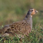 Partridge repülő madár készség, jellemzőit és életmód a fajok, élőhelyek és jellemzők