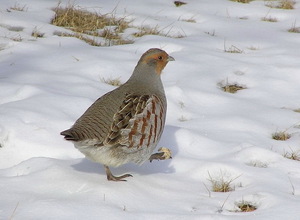 Partridge repülő madár készség, jellemzőit és életmód a fajok, élőhelyek és jellemzők