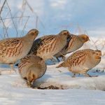 Partridge repülő madár készség, jellemzőit és életmód a fajok, élőhelyek és jellemzők