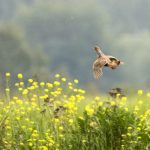 Partridge repülő madár készség, jellemzőit és életmód a fajok, élőhelyek és jellemzők