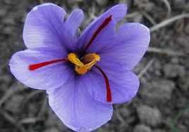 Шафран посівний осеннецветущие крокус посівної (crocus sativus) види садових рослин