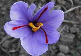 Șofranul însămânțat în toamnă de toamnă seamă de crocus (specie crocus sativus) de plante de gradina