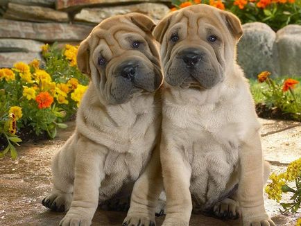 Shar Pei fajta jellemzőit és megfelelő ellátást - blog állatorvosok - belanta