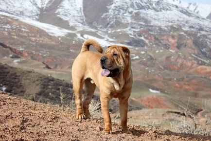 Caracteristicile rasei Sharpei și îngrijirea adecvată - clinici veterinare de blog - belant