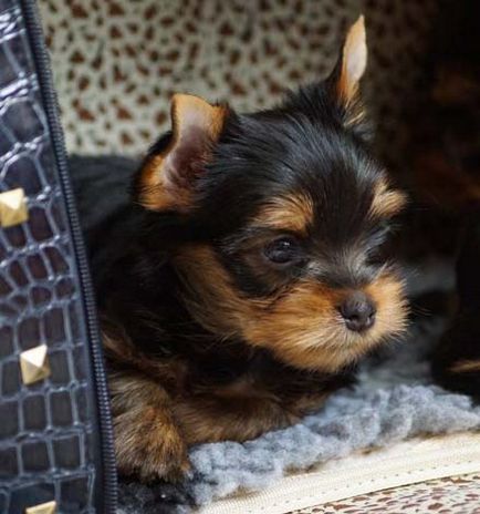 Puppies Terrier de Yorkshire