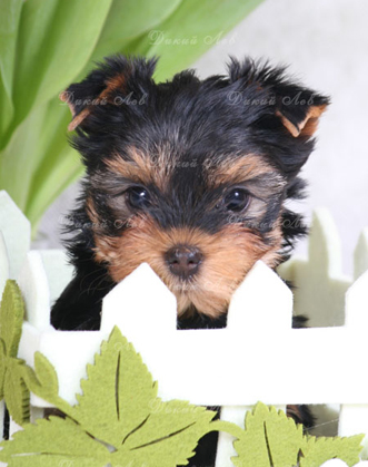 Puppies Terrier de Yorkshire