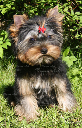 Puppies Terrier de Yorkshire