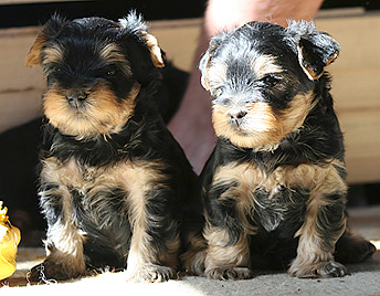 Puppies Terrier de Yorkshire