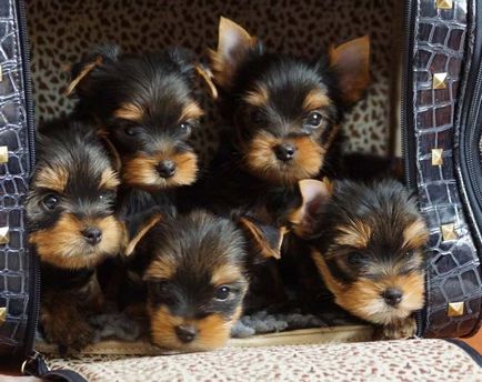 Puppies Terrier de Yorkshire