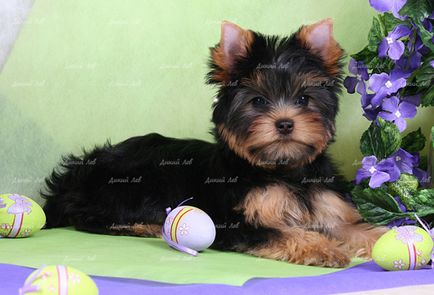 Puppies Terrier de Yorkshire