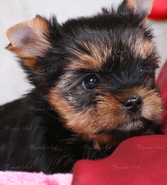 Puppies Terrier de Yorkshire