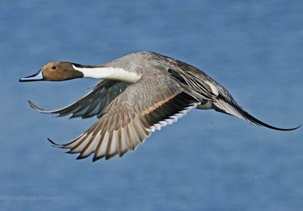 Pintail, clubul vânătorilor și pescarilor