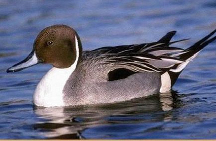 Pintail, clubul vânătorilor și pescarilor