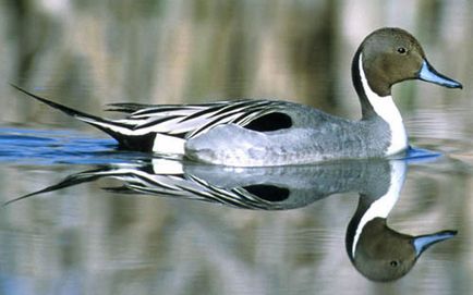 Pintail, clubul vânătorilor și pescarilor