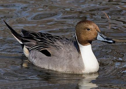 Pintail, clubul vânătorilor și pescarilor