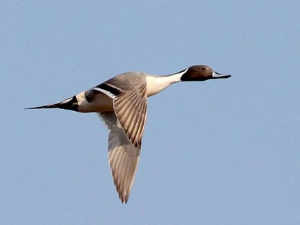 Pintail - vadászati és halászati Oroszországban és külföldön (madár) Pintail - vadászati és halászati Oroszországban és külföldön